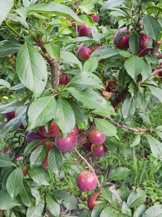 신현철님의 자유주제 · 자유게시판 작성글 사진