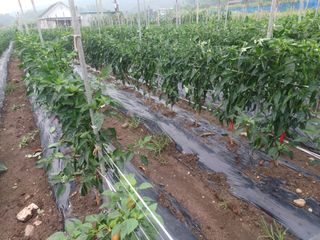 알 수 없음님의 고추 · 병해충상담 작성글 사진