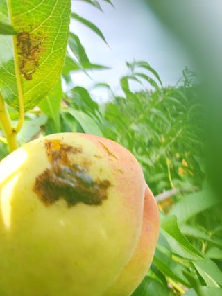 구자형님의 복숭아 · 병해충상담 작성글 사진