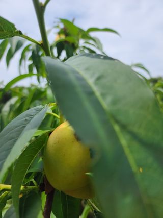 구자형님의 복숭아 · 병해충상담 작성글 사진