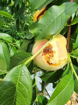 구자형님의 복숭아 · 병해충상담 작성글 사진