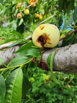 구자형님의 복숭아 · 병해충상담 작성글 사진