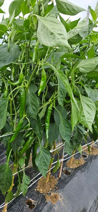 감자.고구마님의 자유주제 · 자유게시판 작성글 사진