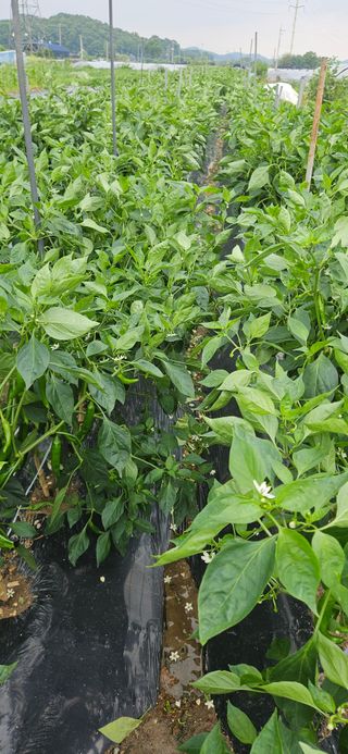 감자.고구마님의 자유주제 · 자유게시판 작성글 사진