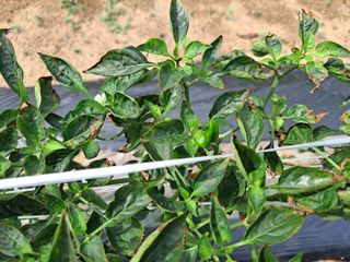 병찬님의 고추 · 병해충상담 작성글 사진