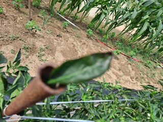 병찬님의 고추 · 병해충상담 작성글 사진