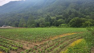 삼순이수진이님의 콩 · 영농일지 작성글 사진