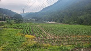 삼순이수진이님의 콩 · 영농일지 작성글 사진