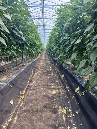 콩나라최여순님의 고추 · 수확 작성글 사진