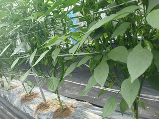 콩나라최여순님의 고추 · 수확 작성글 사진