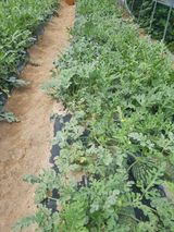 팜모닝 자유주제·자유게시판 게시글 이미지