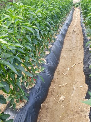 이화수님의 자유주제 · 자유게시판 작성글 사진