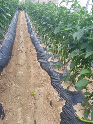 이화수님의 자유주제 · 자유게시판 작성글 사진