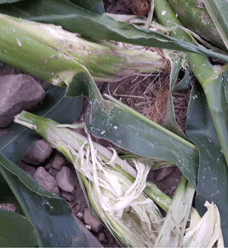 박서방94님의 콩 · 자유게시판 작성글 사진