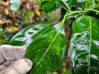 새달귤농장님의 귤 · 병해충상담 작성글 사진