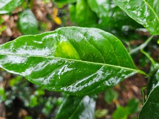 새달귤농장님의 귤 · 병해충상담 작성글 사진