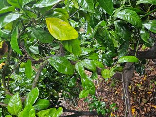 새달귤농장님의 귤 · 병해충상담 작성글 사진