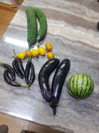 코알라님의 기타작물 · 영농일지 작성글 사진