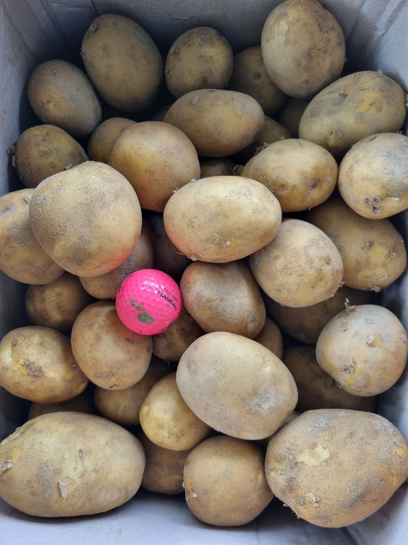 장터 상품 [수미 햇감자 5kg ] 썸네일