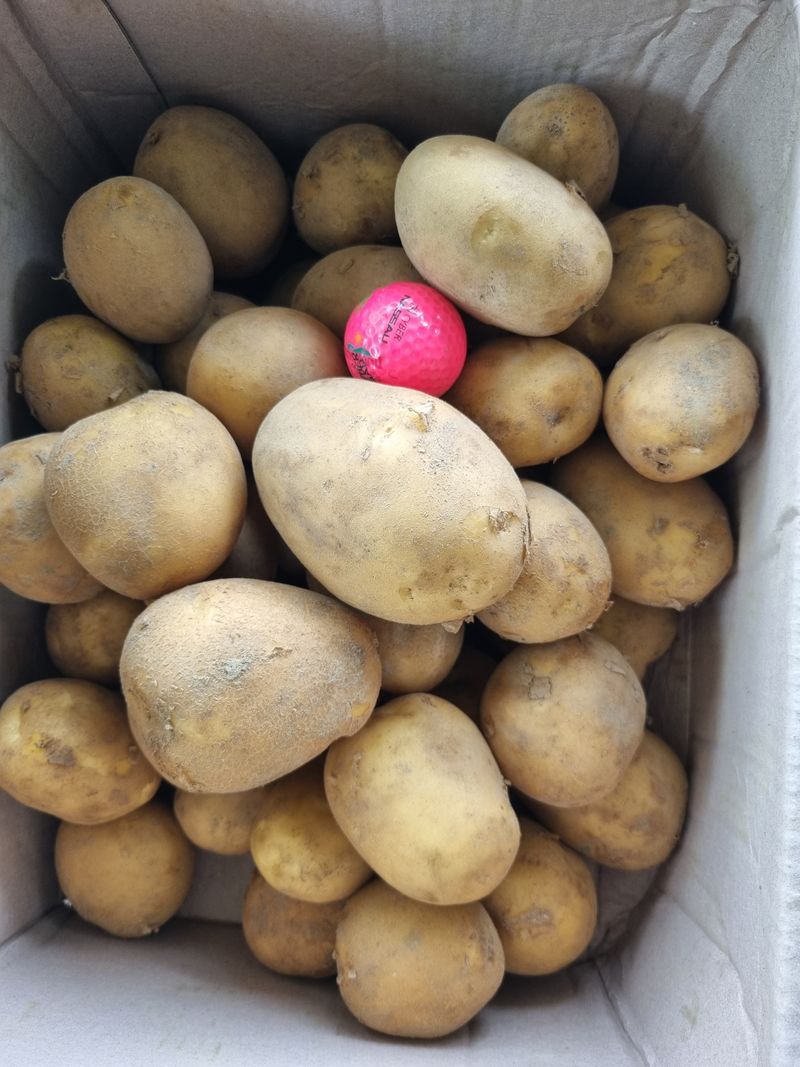 최기동님의 장터 판매 상품 [수미 햇감자 5kg ] 첨부 사진