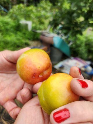 고영희님의 🍉여름을 나는 방법 · 참여글 작성글 사진