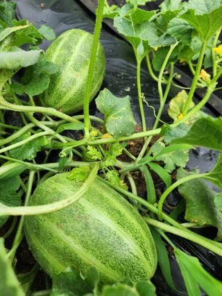 고영희님의 🍉여름을 나는 방법 · 참여글 작성글 사진