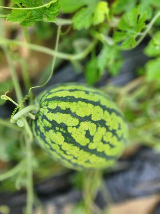 고영희님의 🍉여름을 나는 방법 · 참여글 작성글 사진