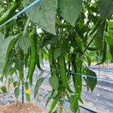 팜모닝 자유주제·자유게시판 게시글 이미지