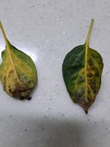 팜모닝 고추·병해충상담 게시글 이미지