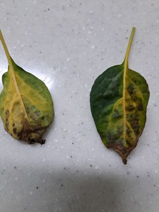 남촌302님의 고추 · 병해충상담 작성글 사진