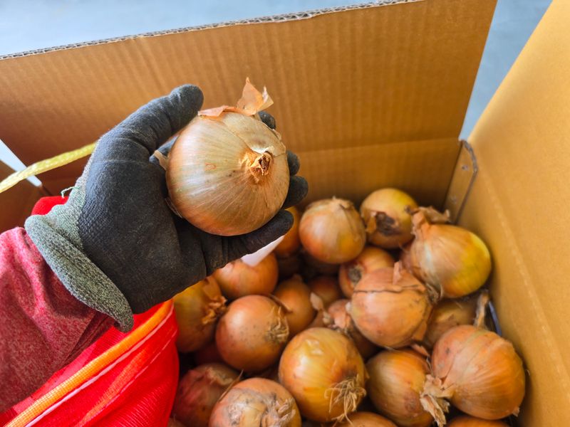 장터 상품 [무안 저장 양파(만생종)] 썸네일