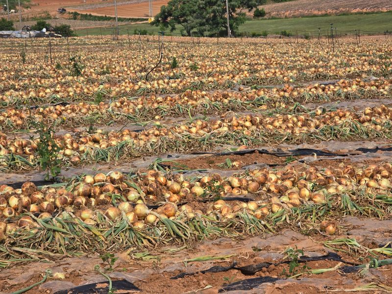 무안정농장님의 장터 판매 상품 [무안 저장 양파(만생종)] 첨부 사진