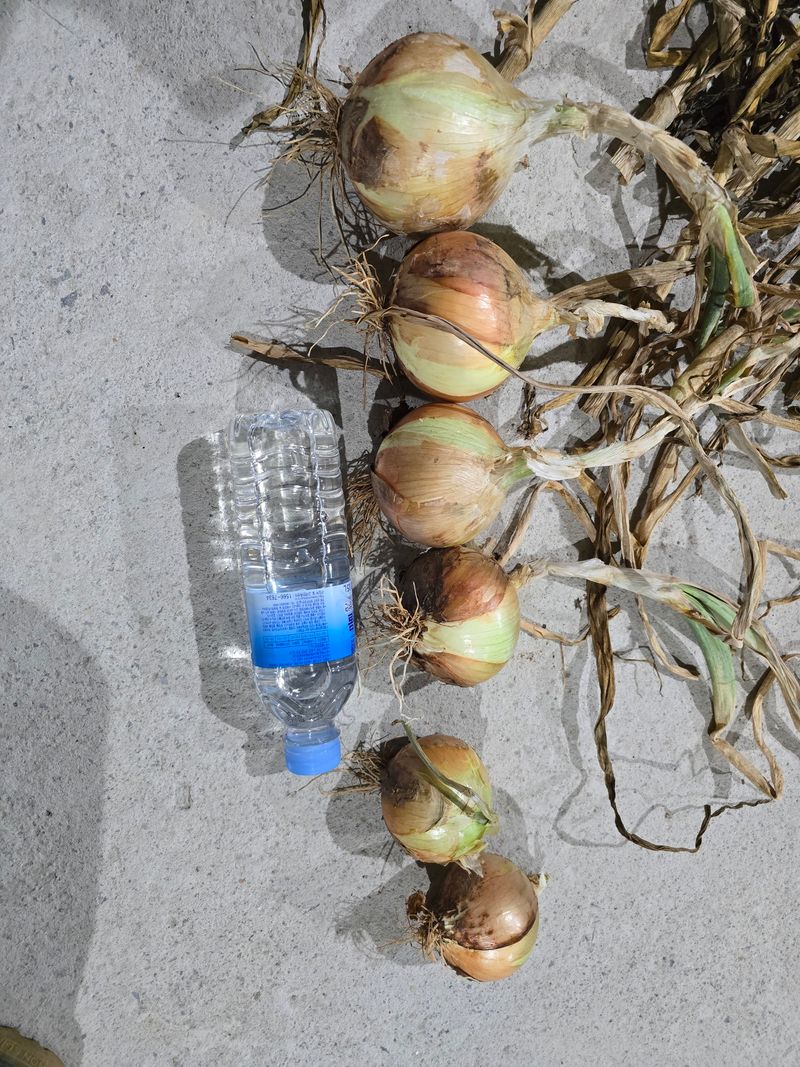 무안정농장님의 장터 판매 상품 [무안 저장 양파(만생종)] 첨부 사진