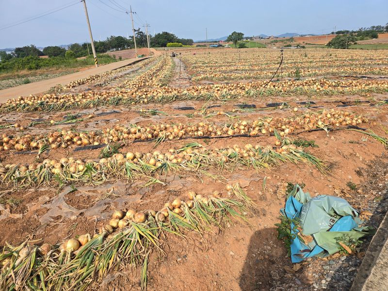 무안정농장님의 장터 판매 상품 [무안 저장 양파(만생종)] 첨부 사진