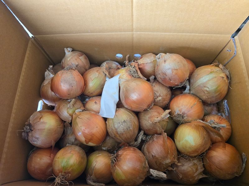 무안정농장님의 장터 판매 상품 [무안 저장 양파(만생종)] 첨부 사진
