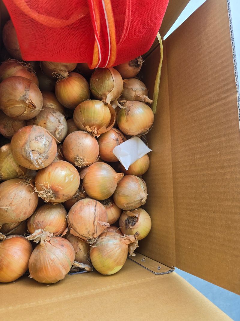 무안정농장님의 장터 판매 상품 [무안 저장 양파(만생종)] 첨부 사진