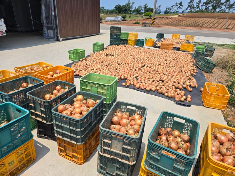 무안정농장님의 장터 판매 상품 [무안 저장 양파(만생종)] 첨부 사진