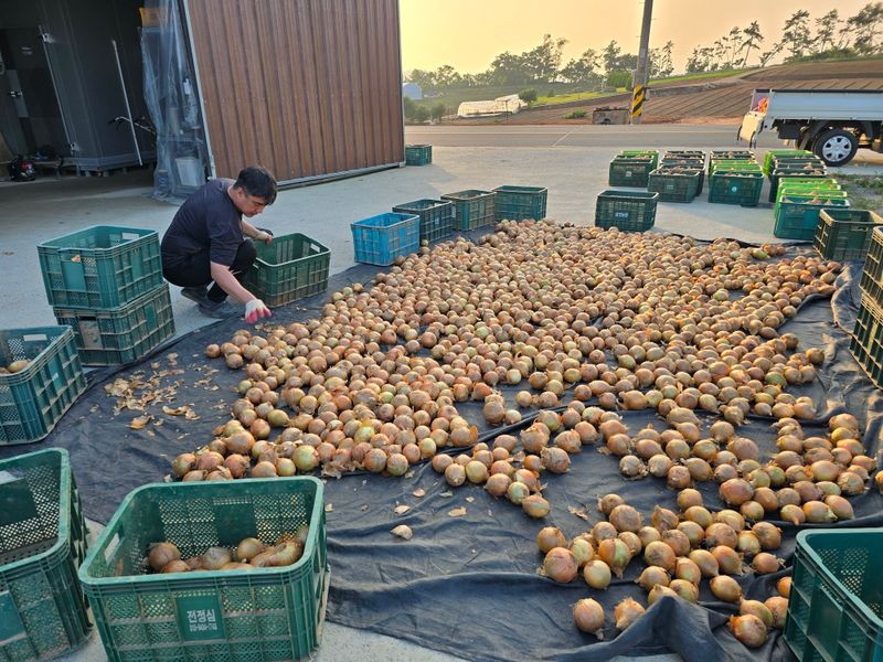 무안정농장님의 장터 판매 상품 [무안 저장 양파(만생종)] 첨부 사진