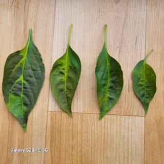 다크호스님의 고추 · 병해충상담 작성글 사진