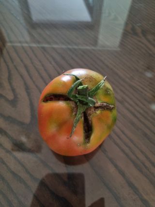 쭈니팜 님의 딸기 · 영농일지 작성글 사진