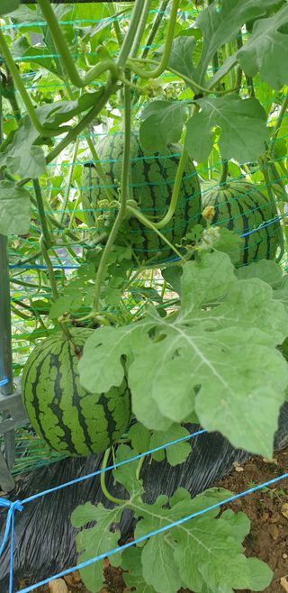 밤가시 여주농장님의 고추 · 영농일지 작성글 사진