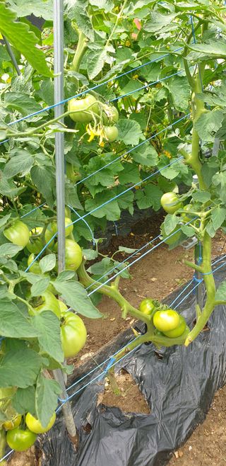 밤가시 여주농장님의 고추 · 영농일지 작성글 사진