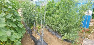 밤가시 여주농장님의 고추 · 영농일지 작성글 사진