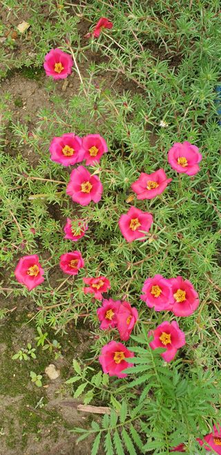 밤가시 여주농장님의 고추 · 영농일지 작성글 사진