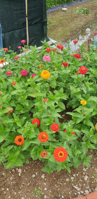 밤가시 여주농장님의 고추 · 영농일지 작성글 사진