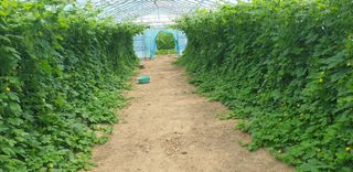 밤가시 여주농장님의 고추 · 영농일지 작성글 사진