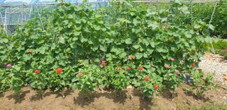 밤가시 여주농장님의 고추 · 영농일지 작성글 사진