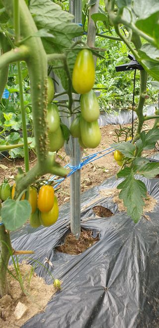 밤가시 여주농장님의 고추 · 영농일지 작성글 사진