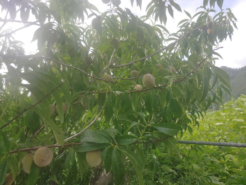 장터 상품 [돌(개)복숭아] 썸네일