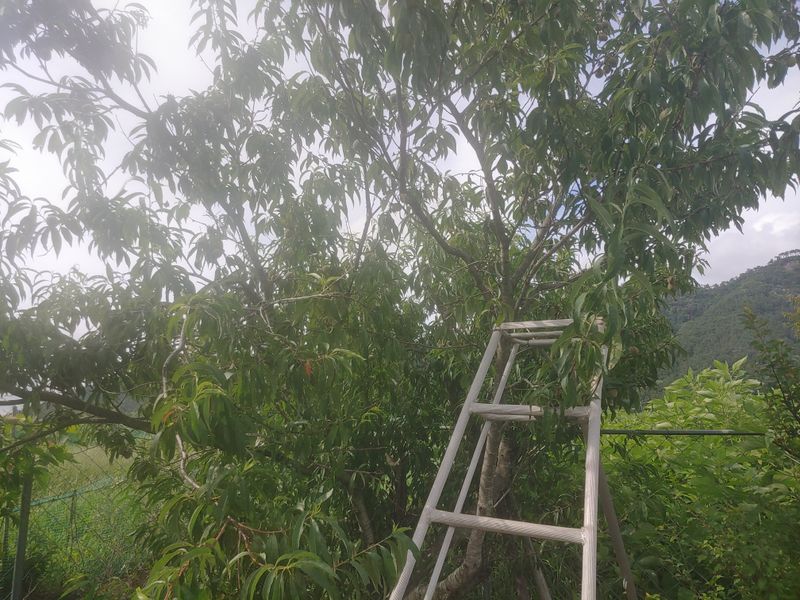 _고성농장님의 장터 판매 상품 [돌(개)복숭아] 첨부 사진